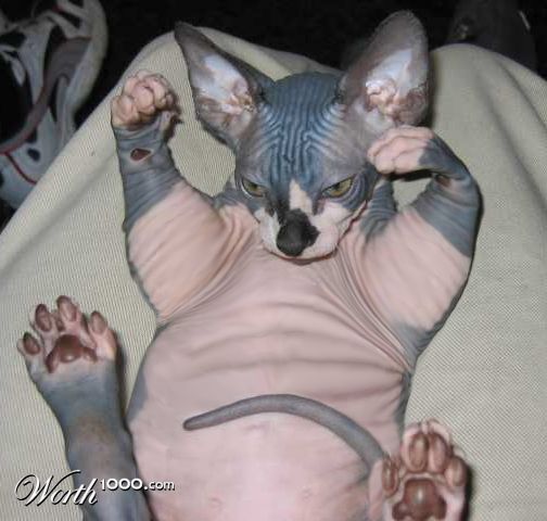 Pudgy Putty Tat