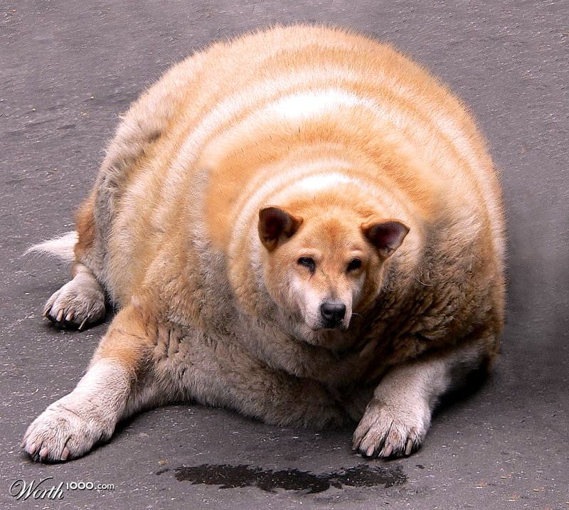 FaTDoG