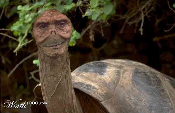 Tortoise-Man