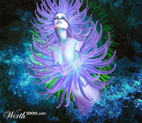 Anemone