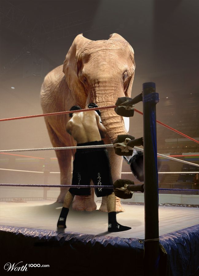 Elephant Boxing