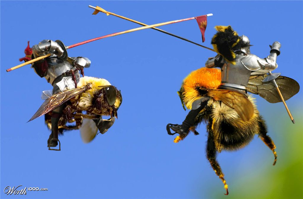Bumblebee Joust