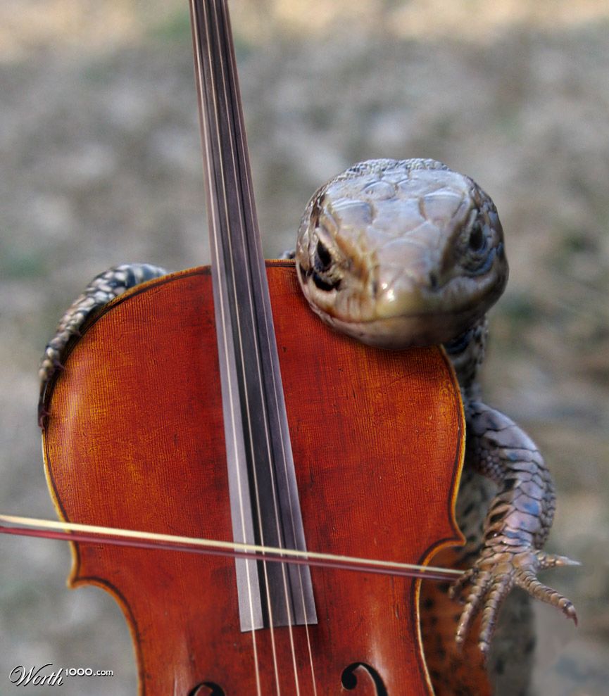 Lizzard and his cello