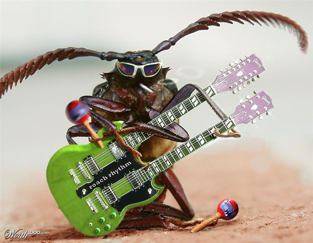 Rhythm Roach