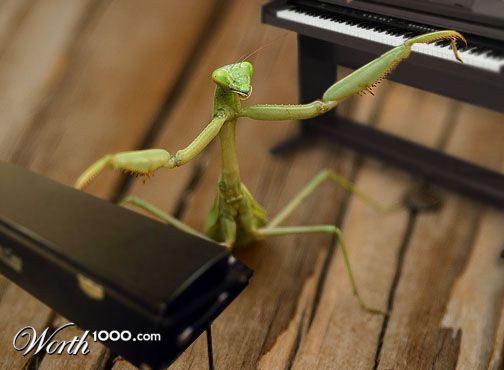 Playing Mantis