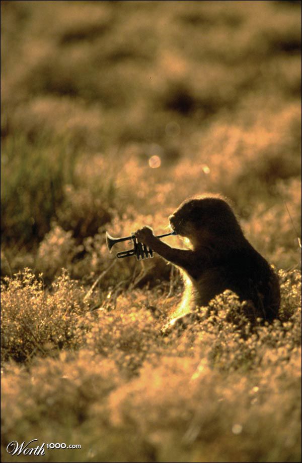 prairiedog_blues