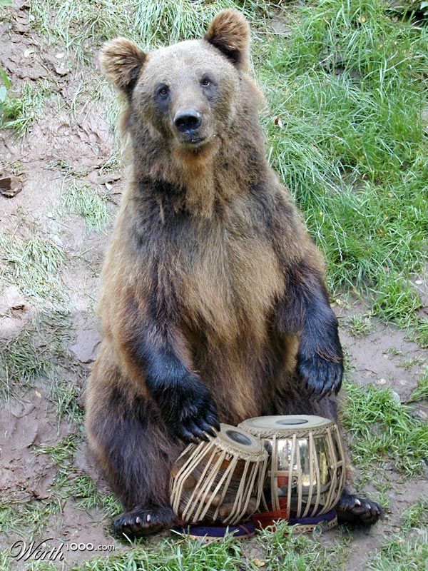 Bear_tabla