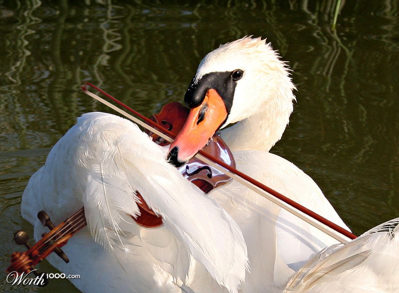 Swan Song