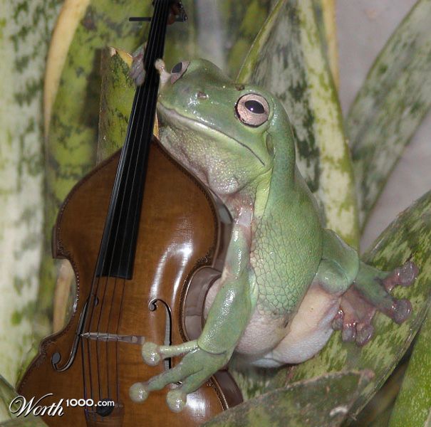 Musical Frog
