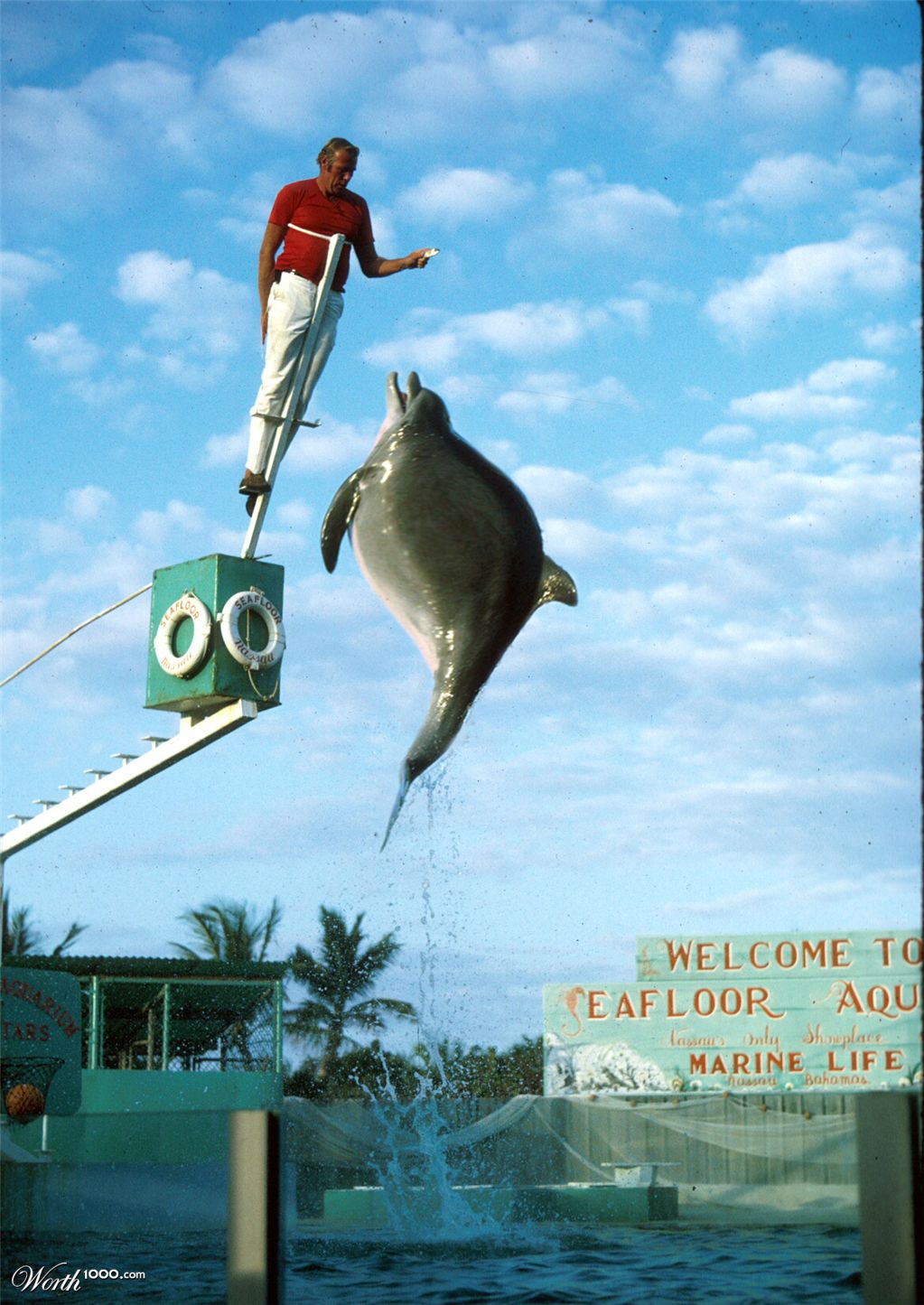 The New Addition to Sea World