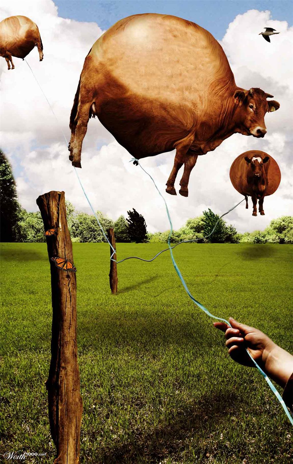 Flying Cows