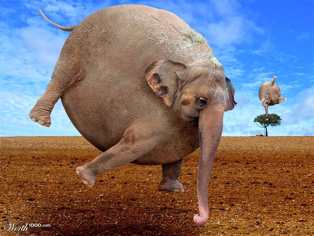 Swellaphant