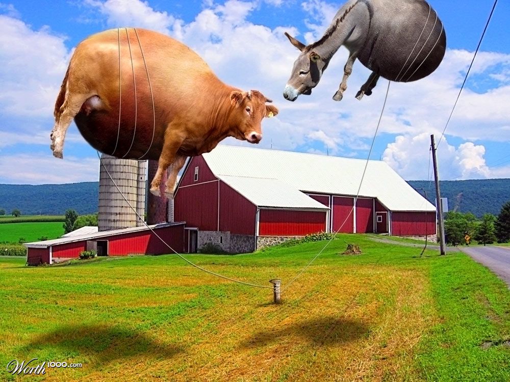 Funny Farm