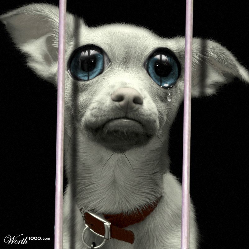 cute dog