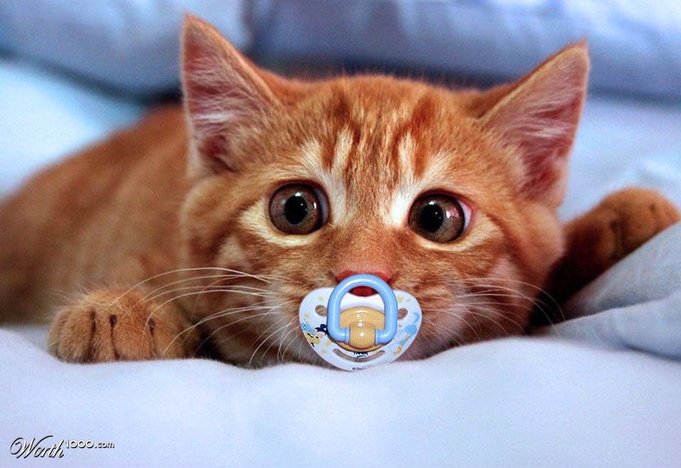 Baby cat
