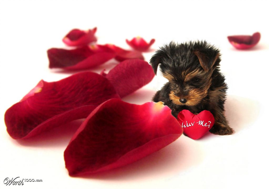 Wuv Me?