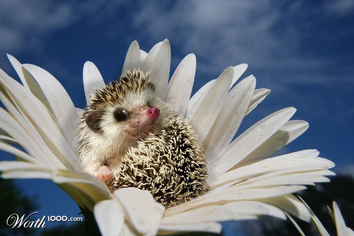 Little Hedgehog