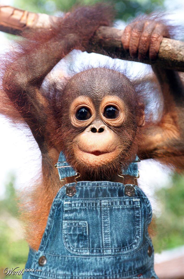 Cute Orangutan