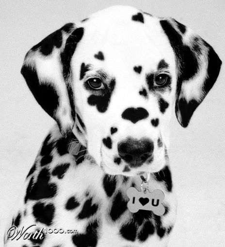 I Heart Dalmations