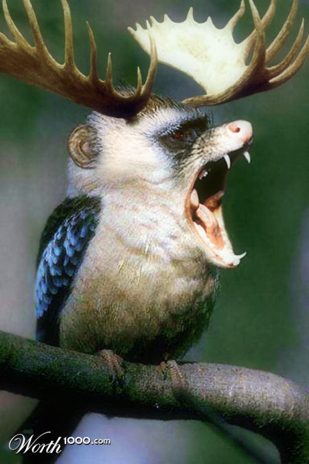 Screech