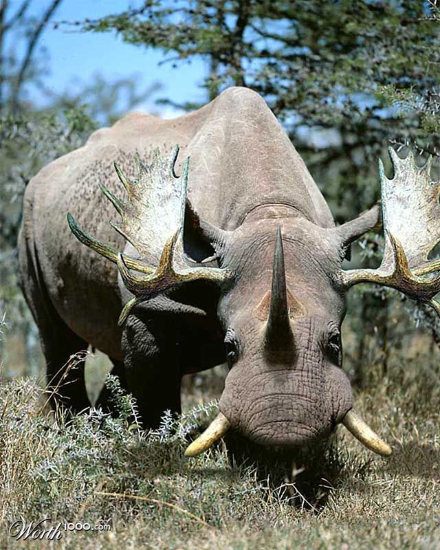 Rhinomoosefant