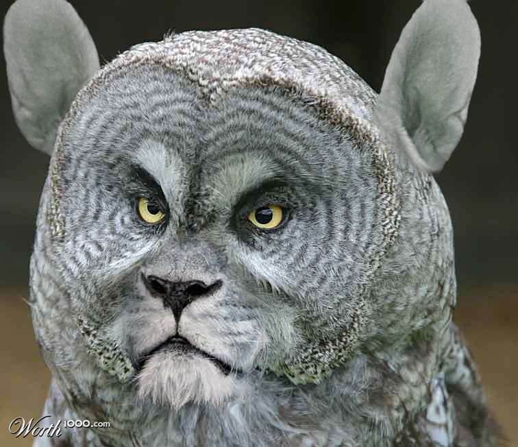 owlion with corgie ears