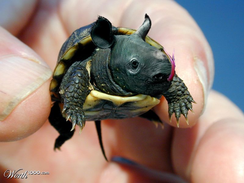 Baby Turhinake