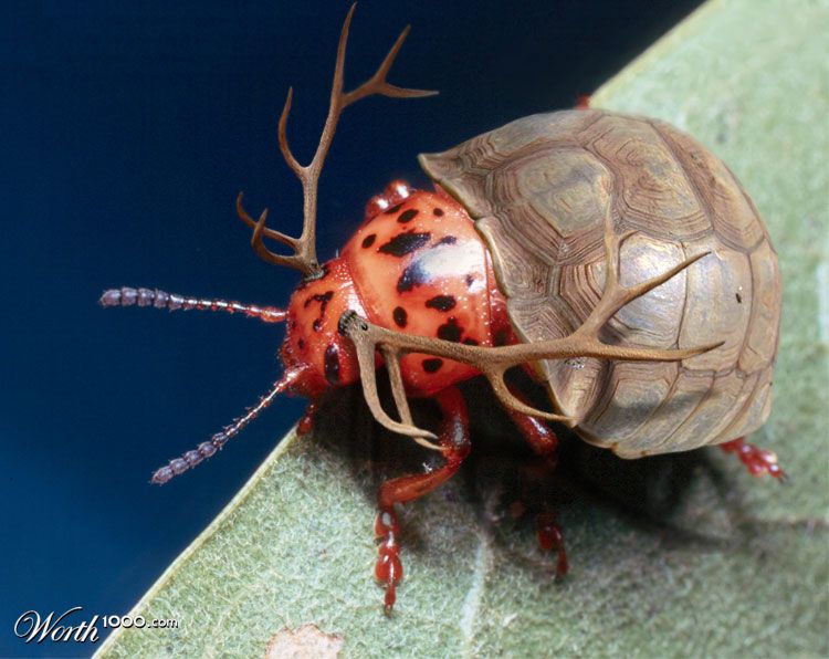 Turbeetlelk