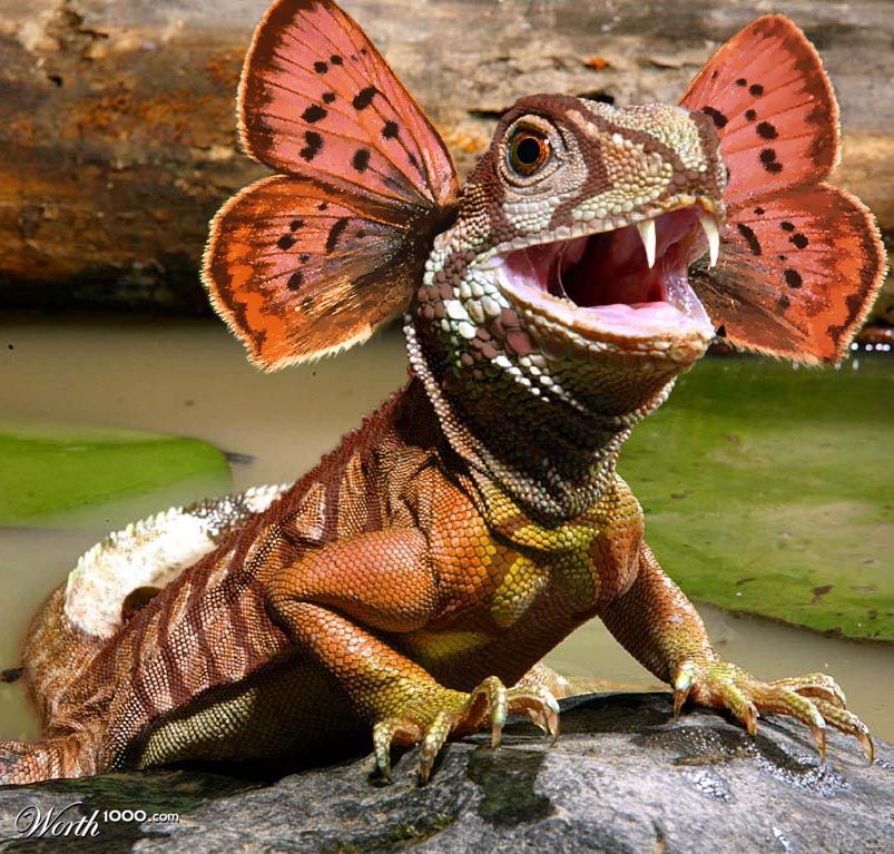 Wonder Lizard!