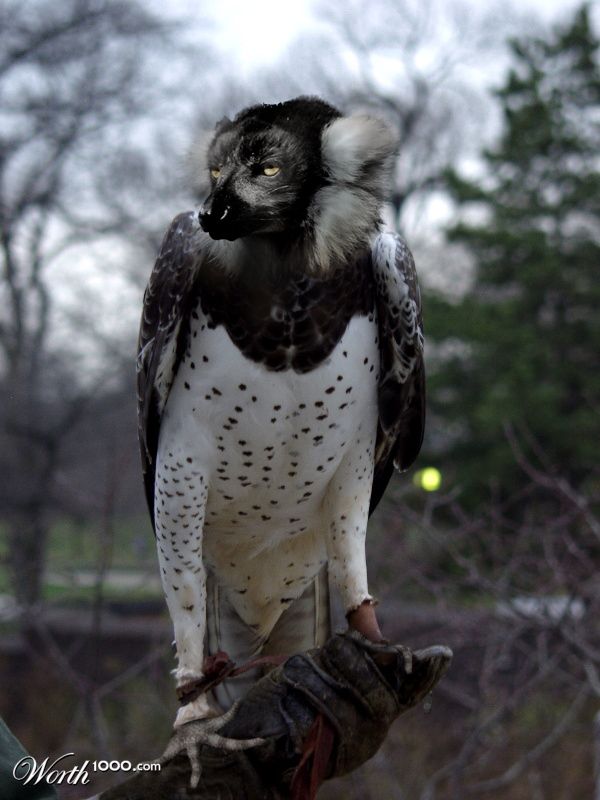 Gecko-Toed Flying Lemur