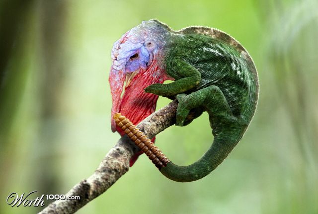 Rattle Lizurky