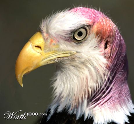 bald eagle