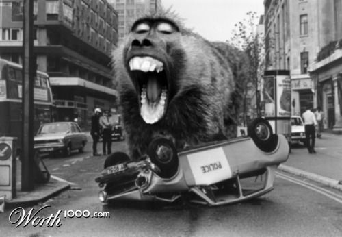 Baboon