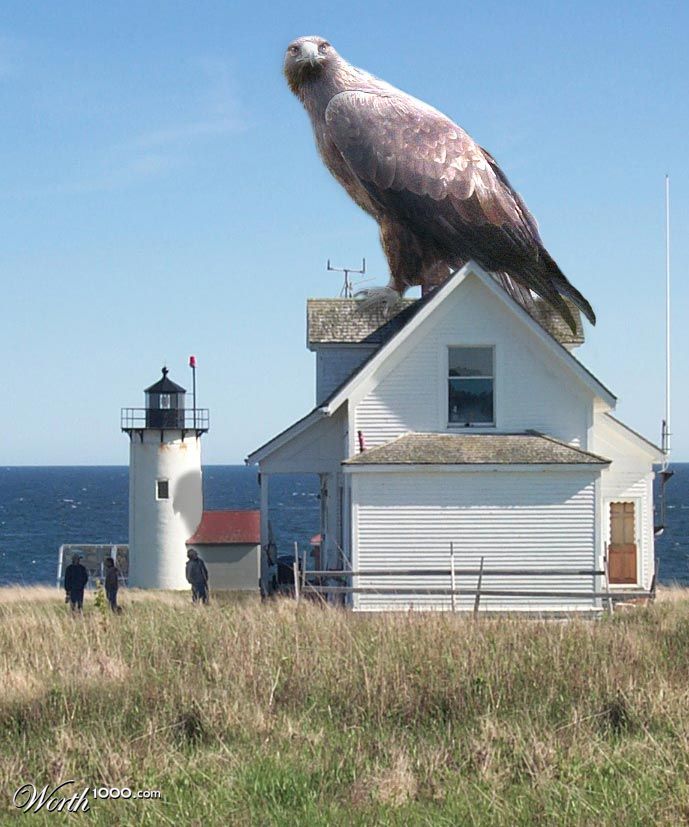 guard hawk