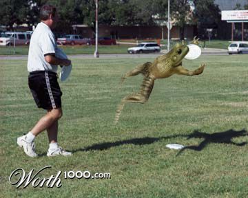 Frog Discing