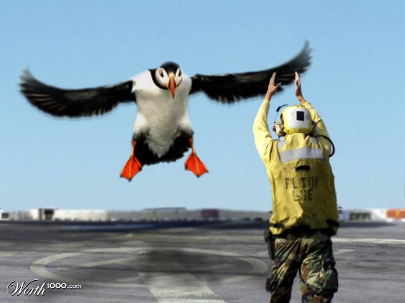 Puffin
