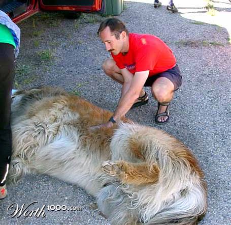 Poor dog