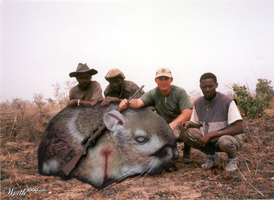 King Kangaroo Rat