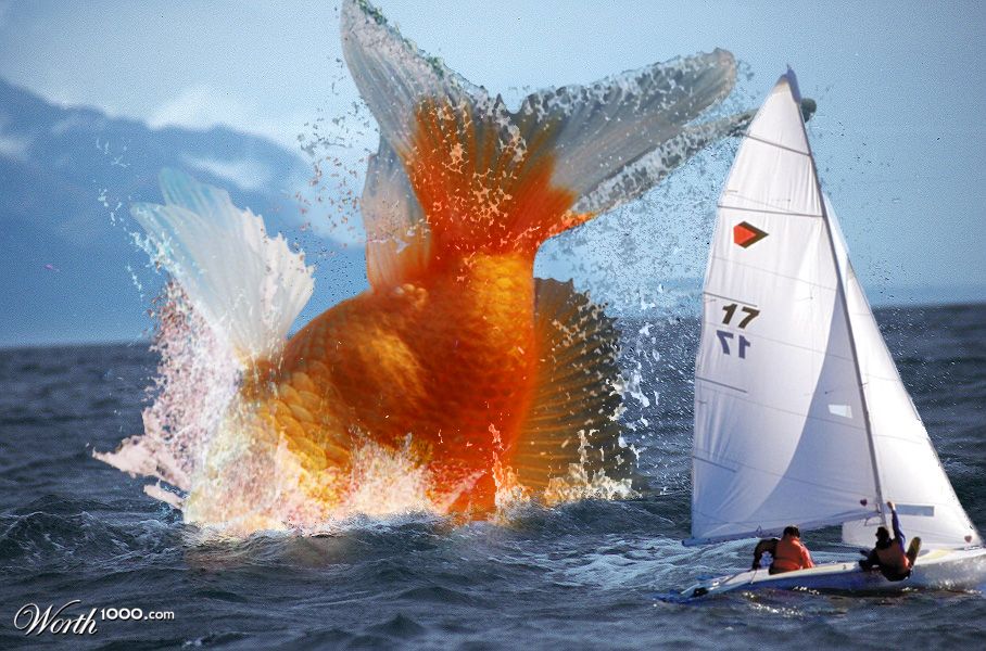 Goldfishwhale