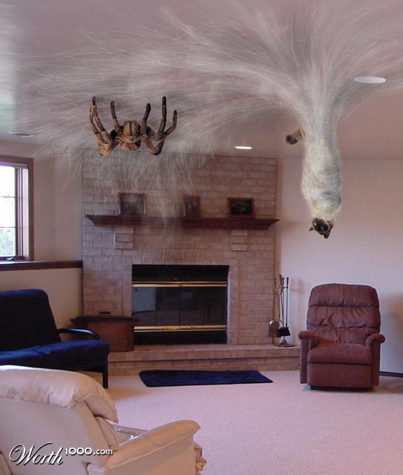Anyone seen mittens?