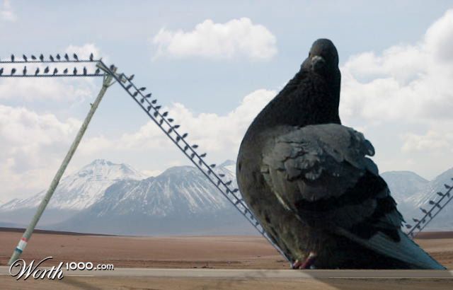 Bird on a Wire