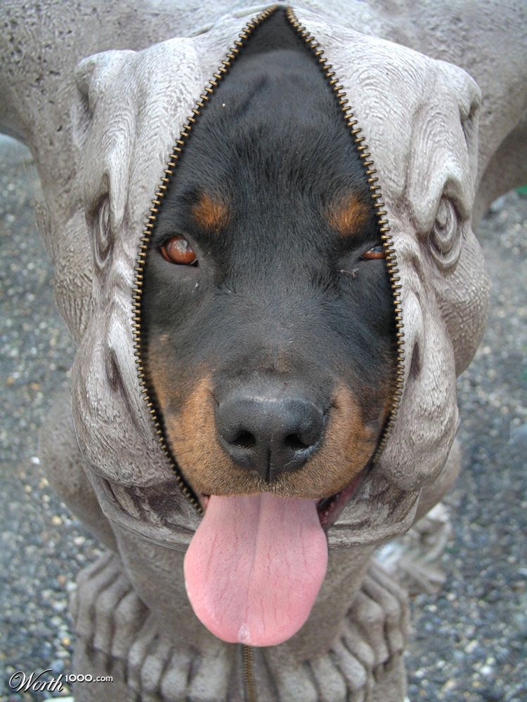 Gargoyle Rottweiler
