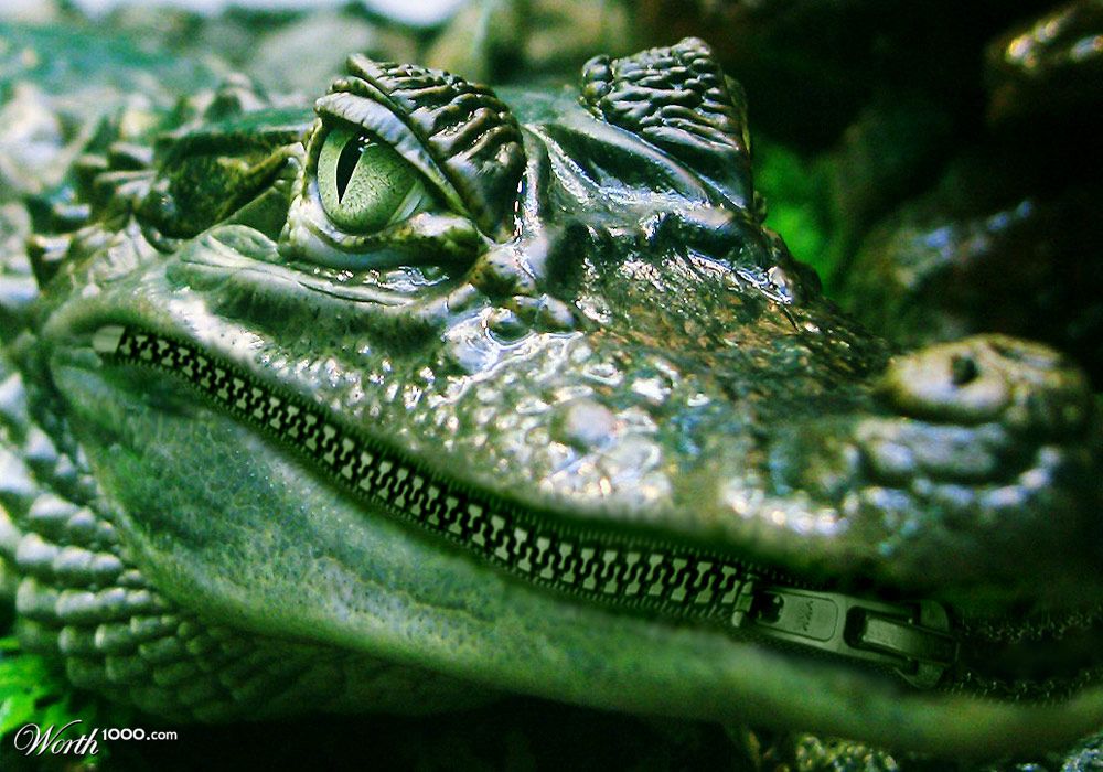 zipped croc