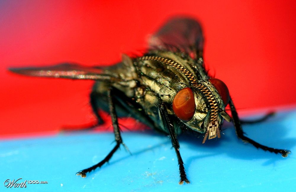 zipper fly