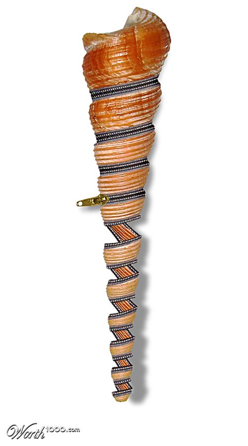 Zipped Shell