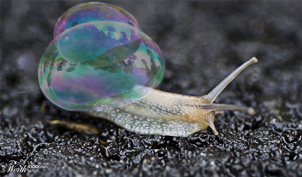 Bubbly snail
