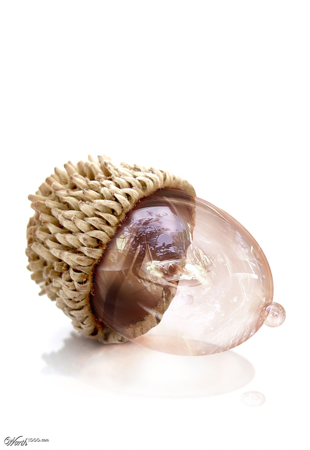 Bubbly Acorn