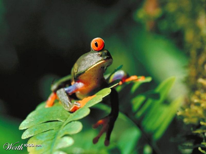Froglops