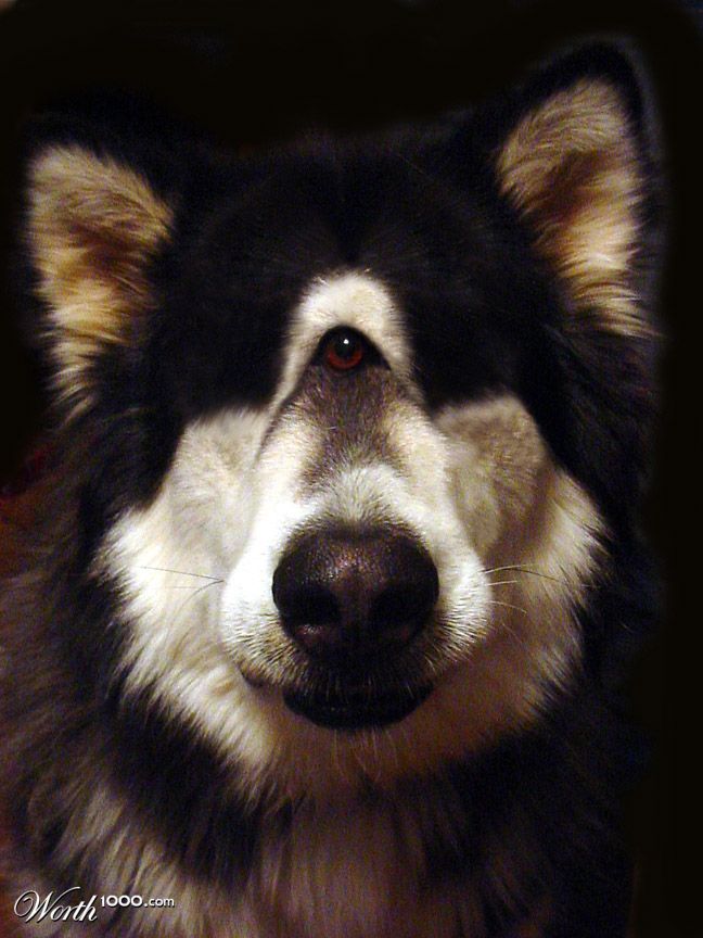 Alaskan Malamute