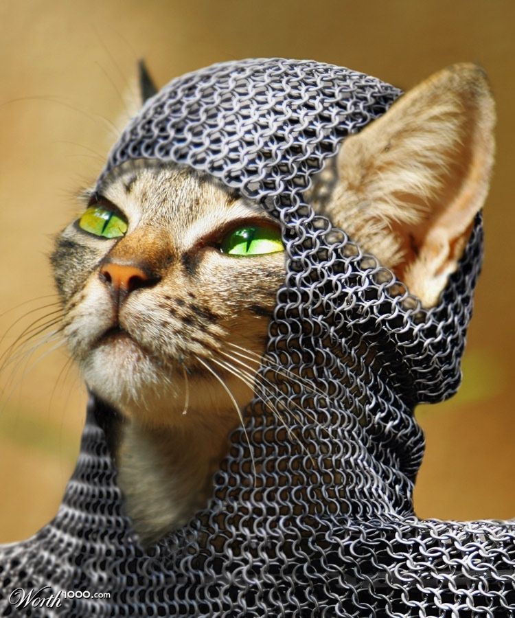 Medieval Kitty
